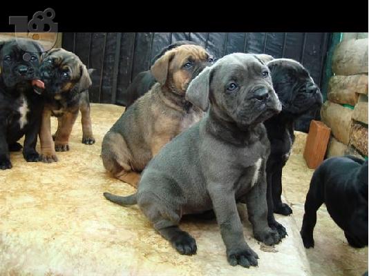 PoulaTo: CANE CORSO